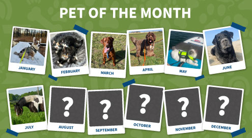 Pet of the month