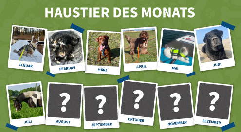 haustier-des-monats