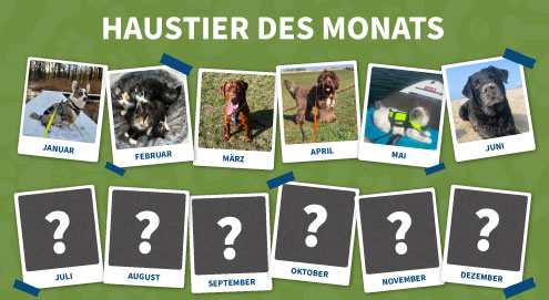haustier-des-monats