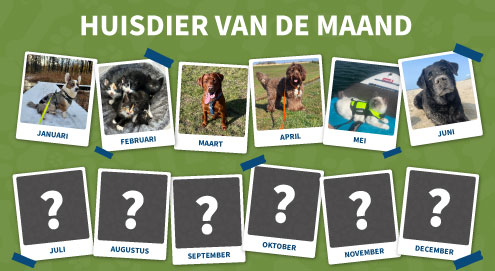 huisdier-van-de-maand
