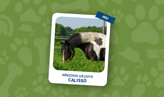 maanedens kaeledyr 