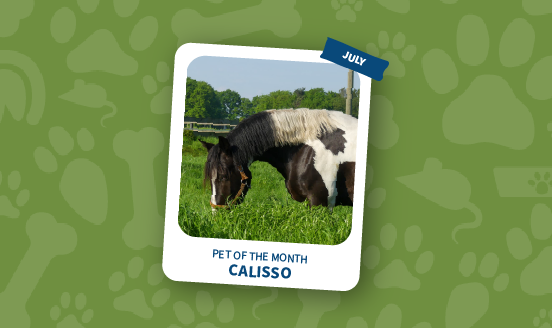 pet of the month july