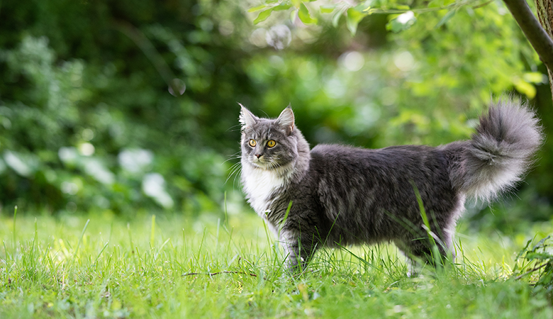 Main Coon kat staat in het gras