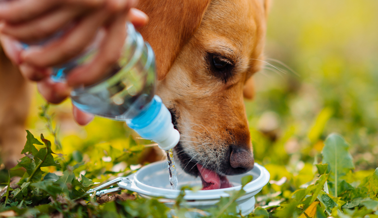 hond drinkt uit reisbowl die wordt gevuld met water uit fles