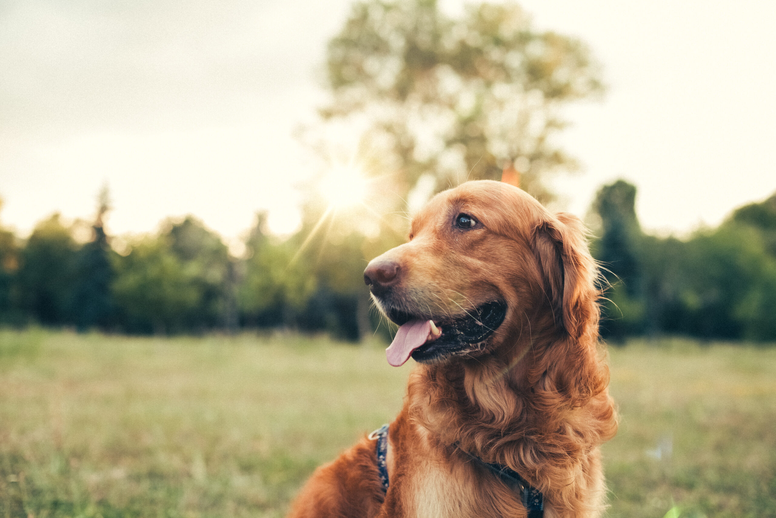 Hund mit heraushängender Zunge