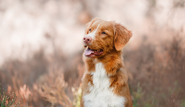Een nova scotia duck tollington retriever zit in een heide veld en kijkt opzij voor de camera