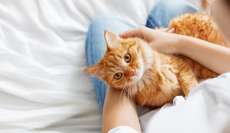 Rode kat ligt op schoot bij persoon