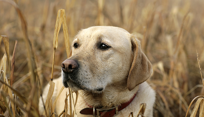 Blonde labrador ligt in grasveld