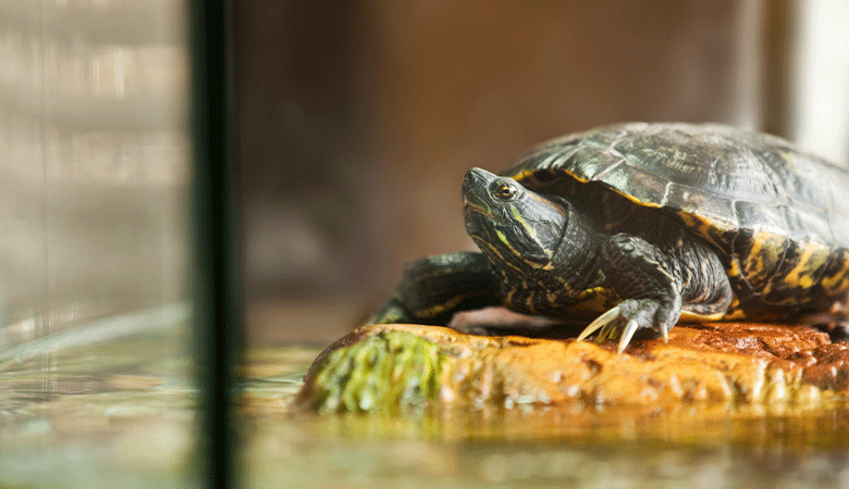 Waterschildpad zit op steen