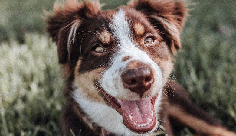 Hond kijkt blij in de camera