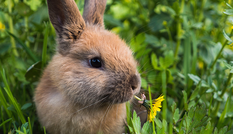 Bruin konijn zit in het gras met een paardenbloem in zijn bekje