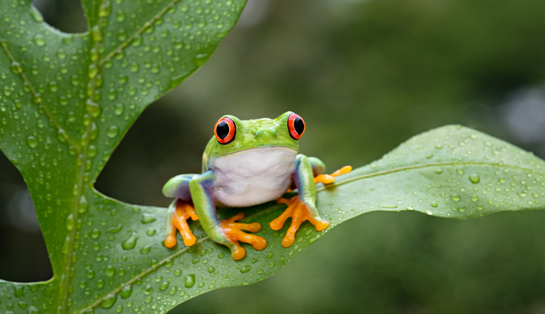 groene hagedis op een tak