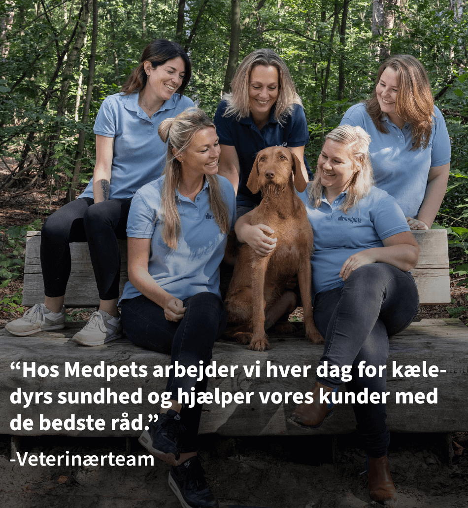 Medpets team vet