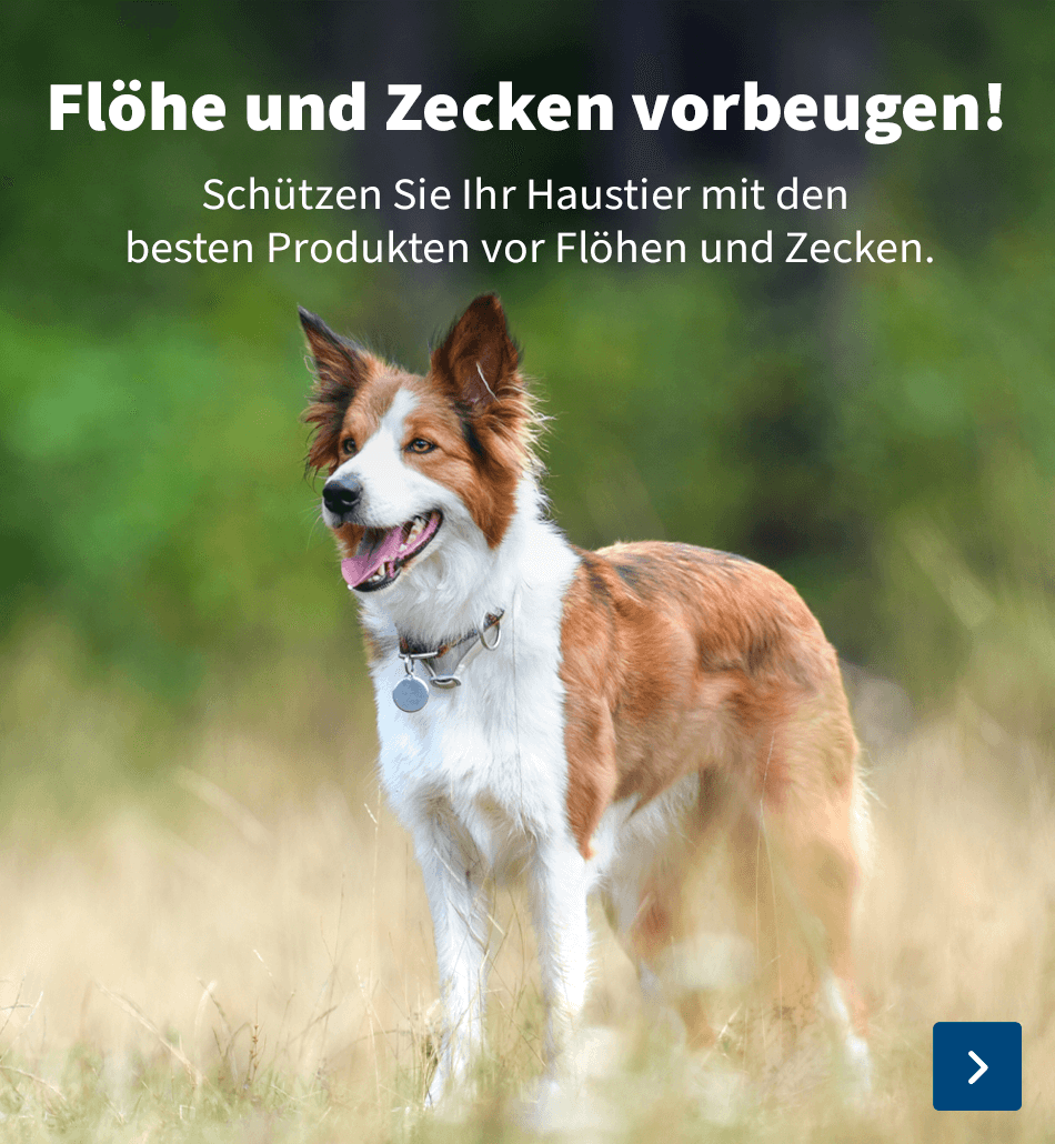 flohe zecke