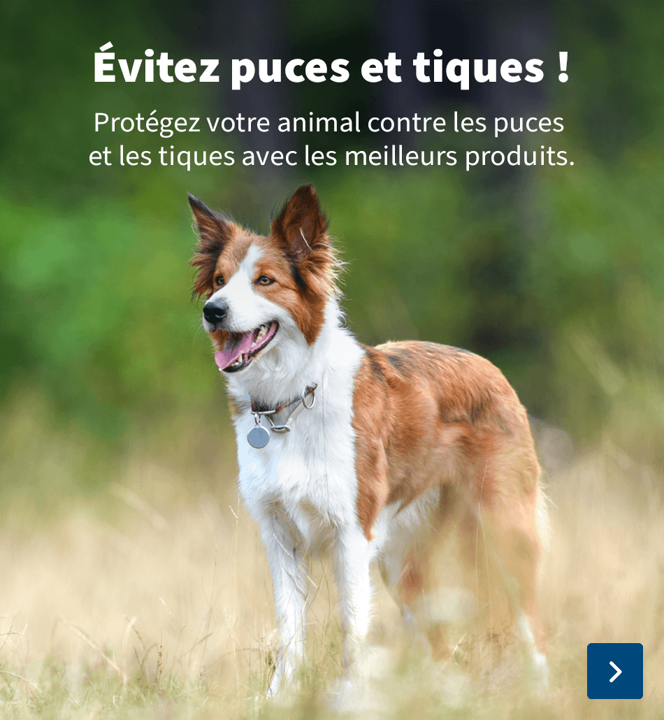 puces et tiques