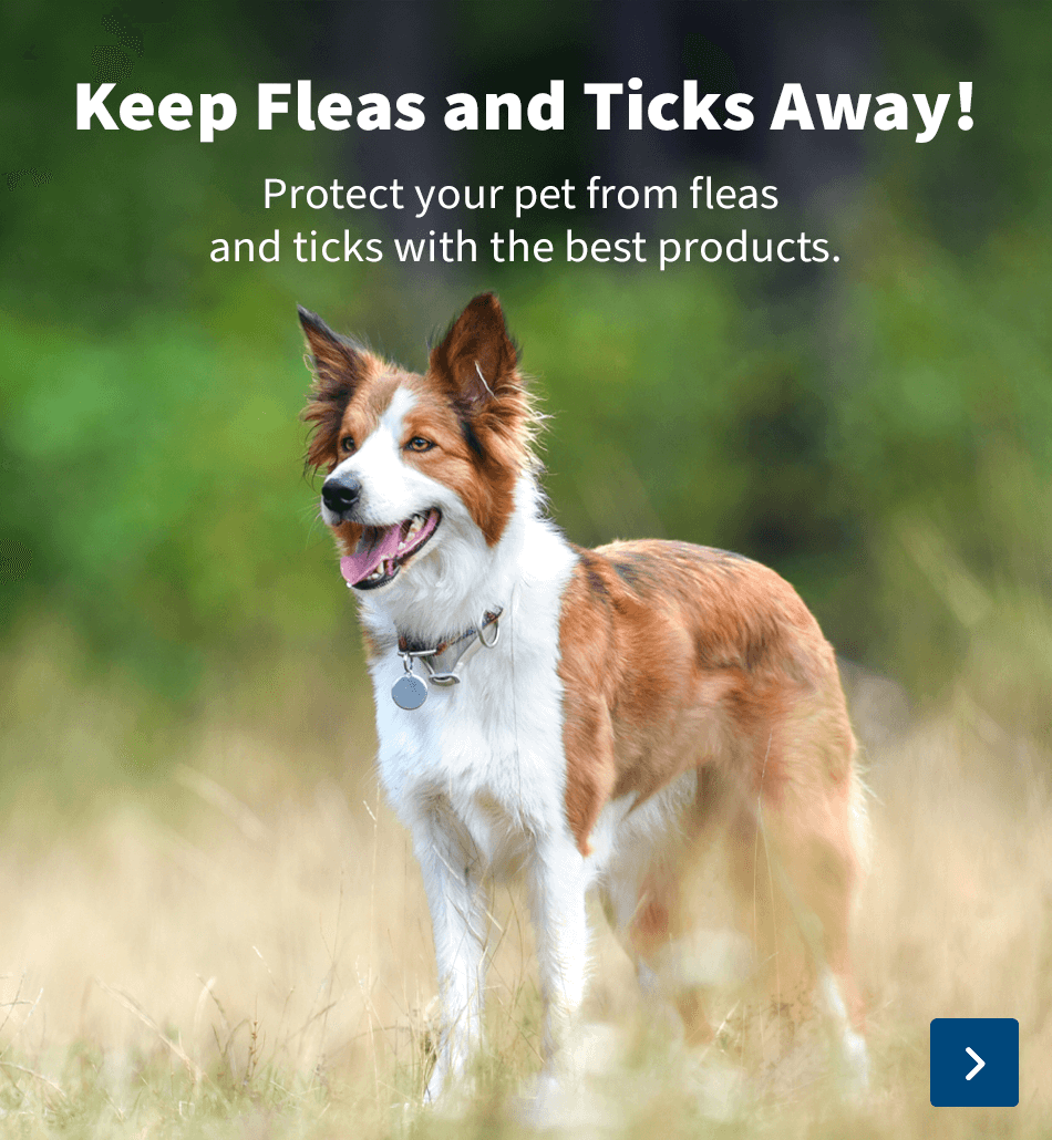 fleas and ticks