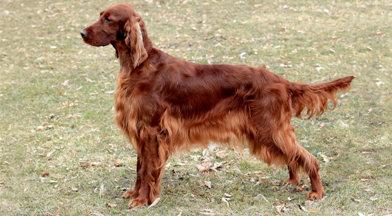 Ierse Setter