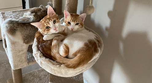 Kiki's katten