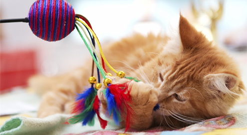 playing cat