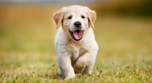 Golden retriever puppy