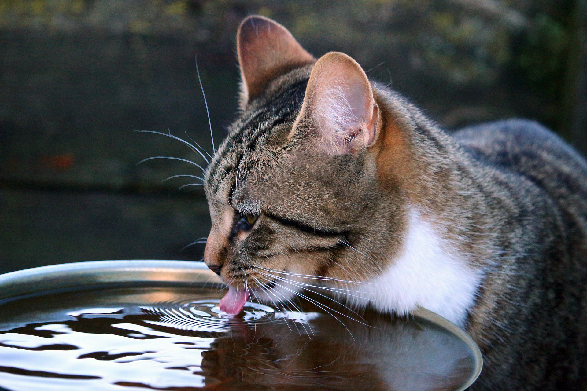 Katze trinkt Wasser