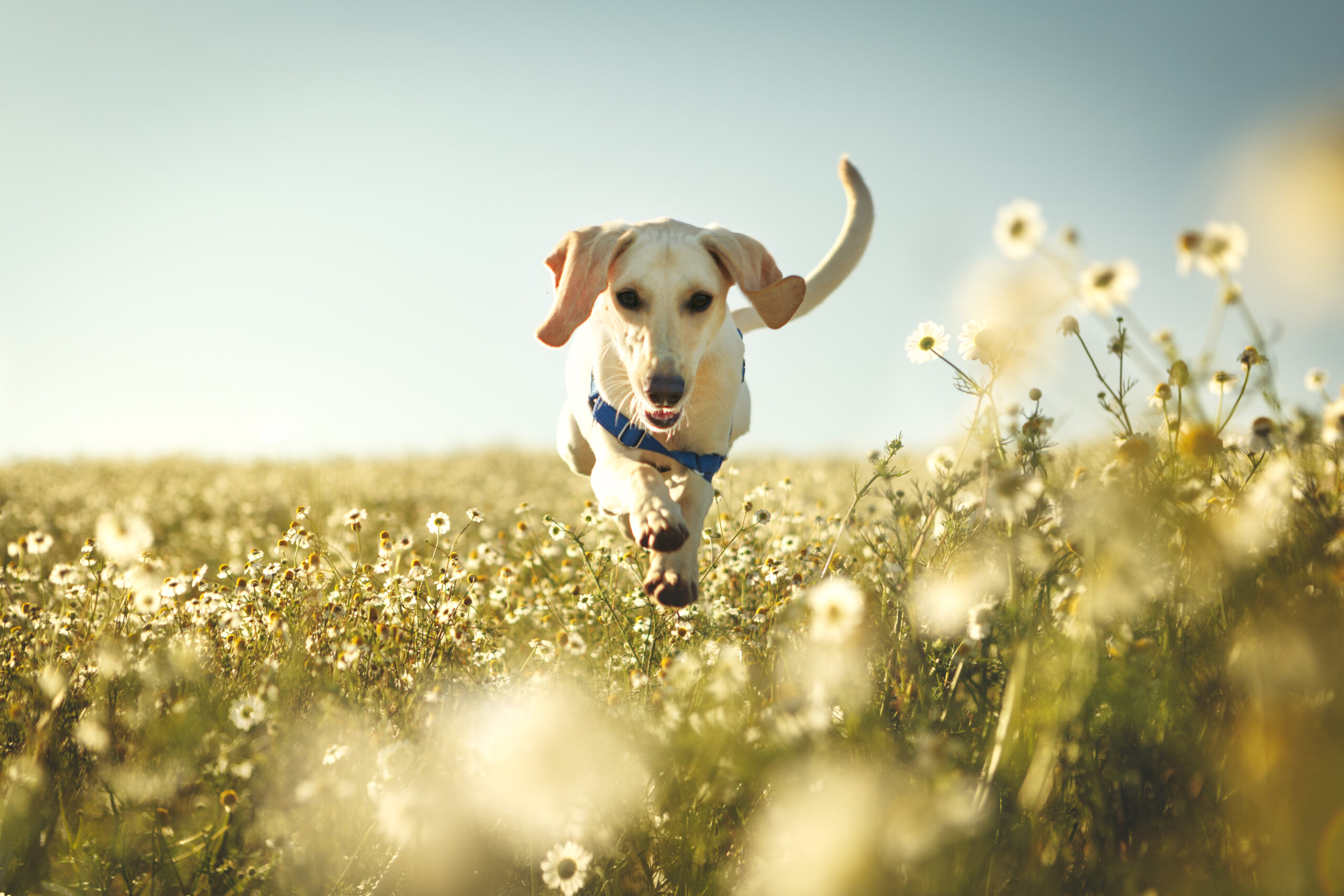 hond