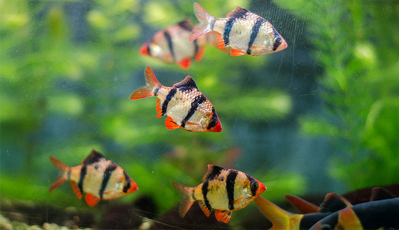Goudvis in een aquarium