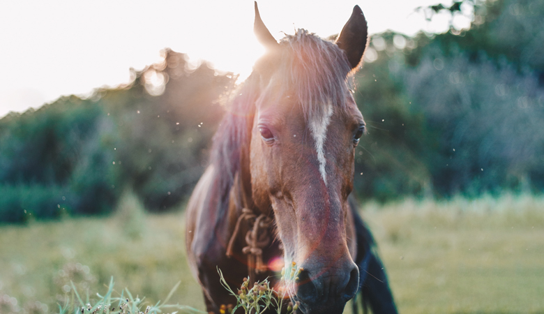 Paard staat in de wei 