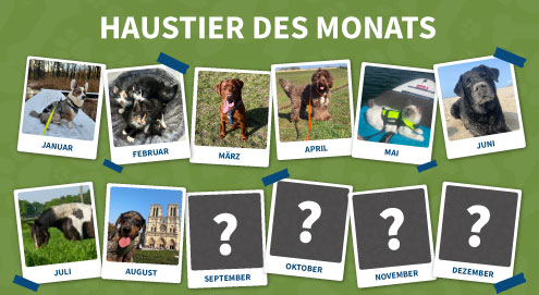 haustier-des-monats