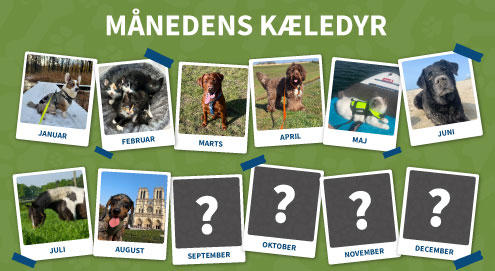 maanedens kaeledyr