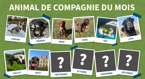 animal de compagnie du mois