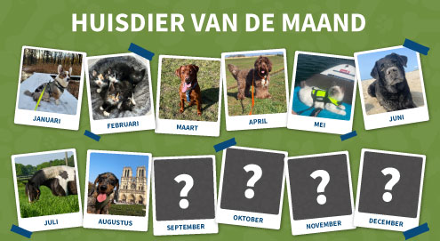 Huisdier van de maand