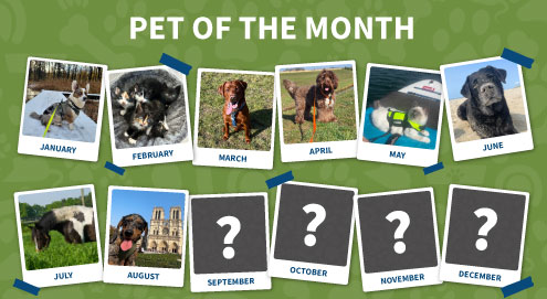 Pet of the month