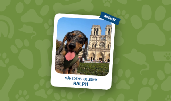 maanedens kaeledyr 