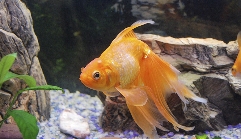 Goudvis in een aquarium