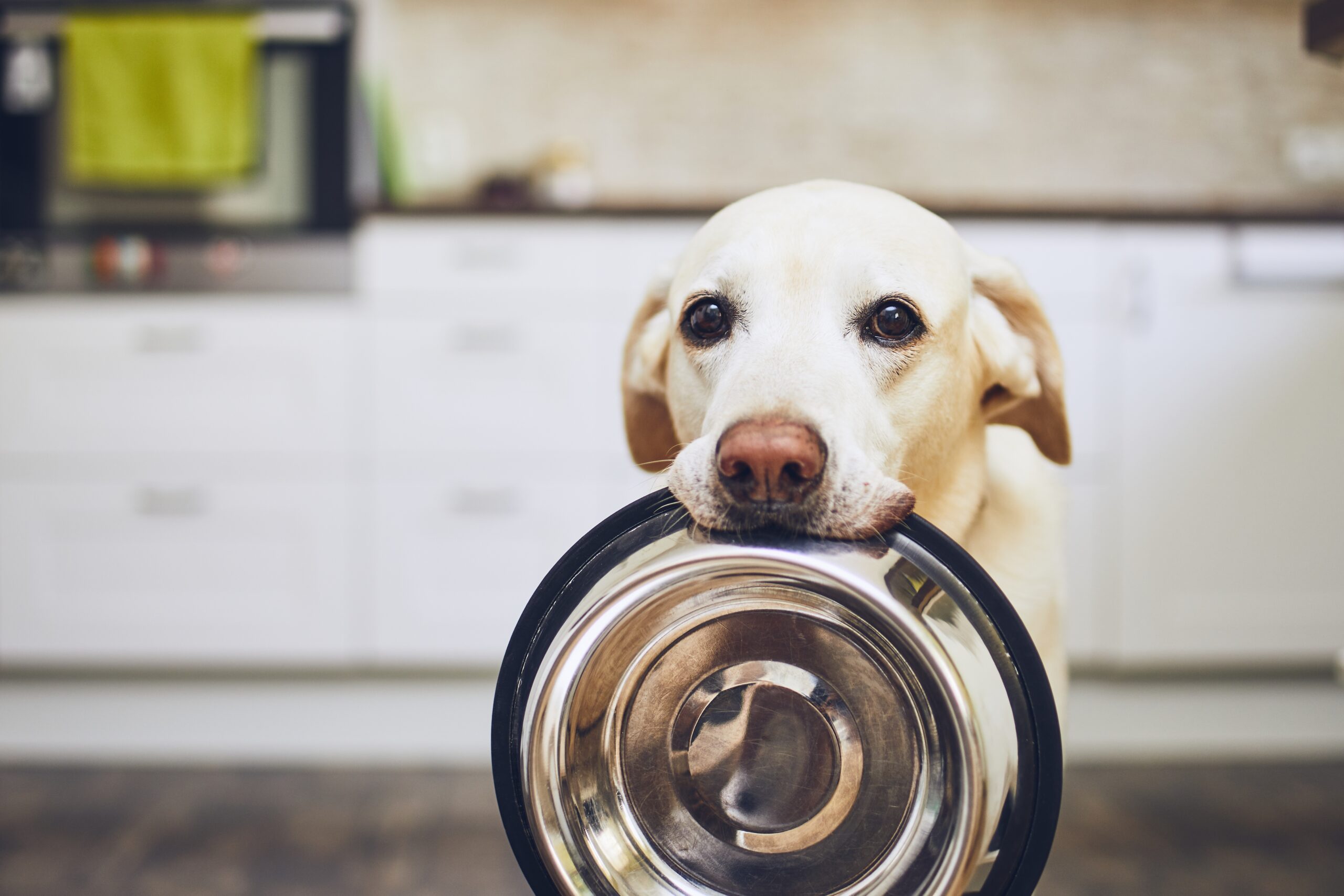 Labrador mit Futternapf im Maul
