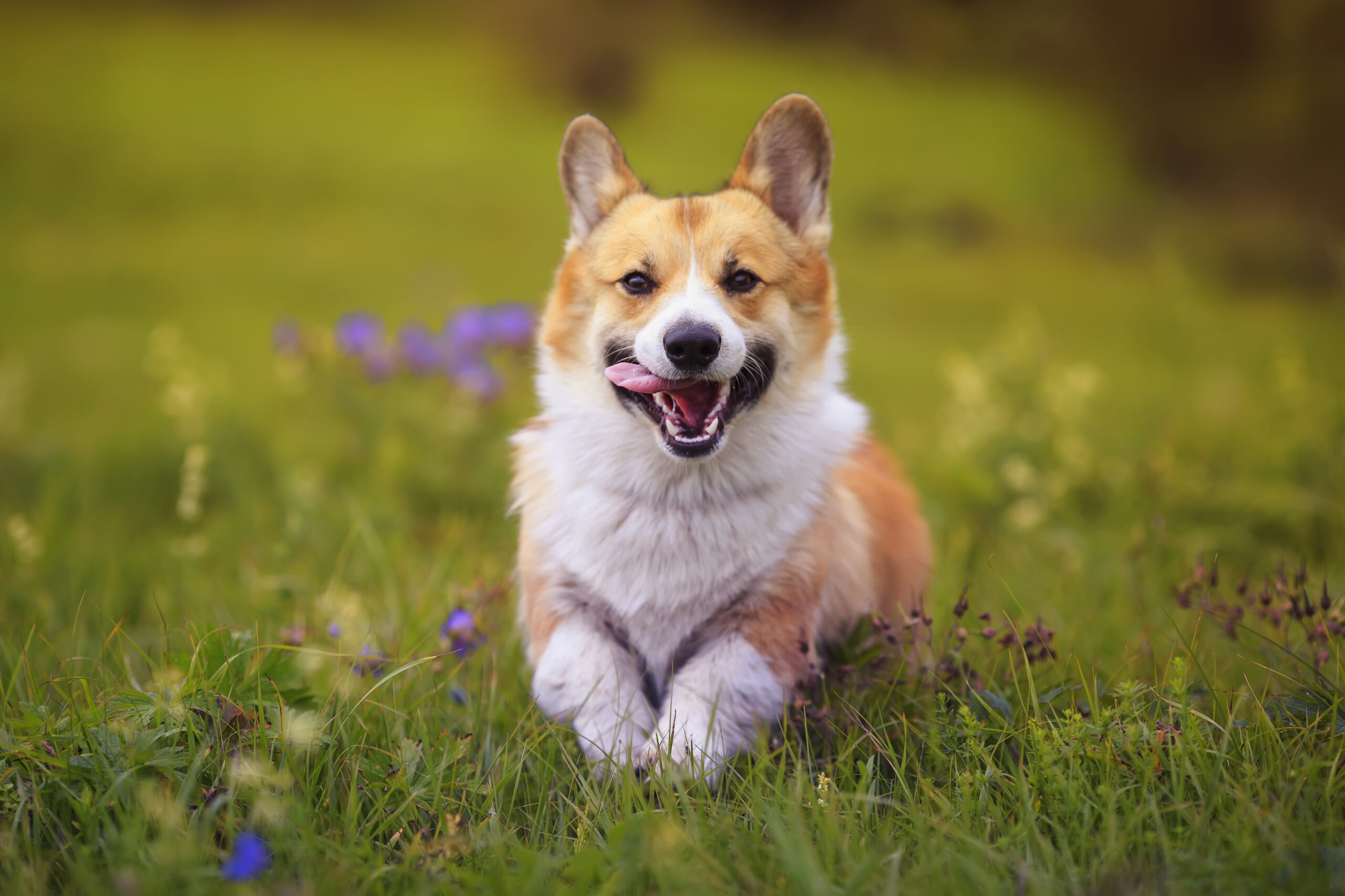 Pharmadog