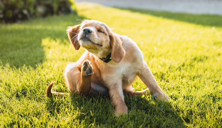 Golden Retriever pup krabt zichzelf in het gras