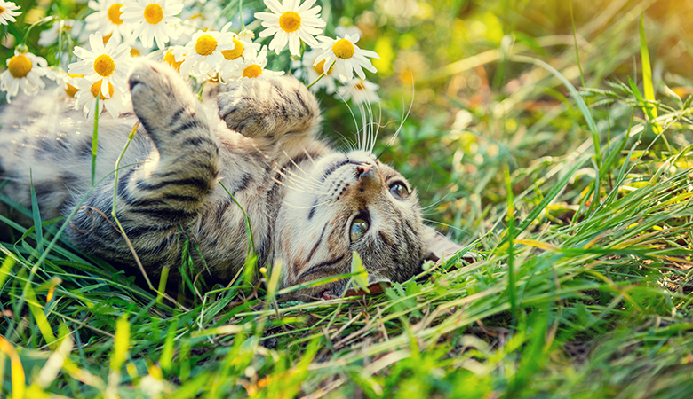 Cyperse kat ligt op zijn rug in het gras. 