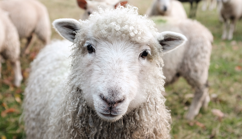 schaap kijkt in de camera