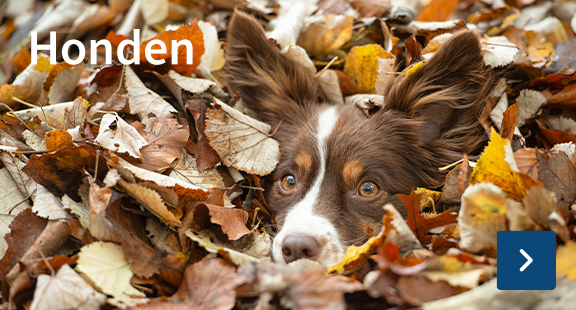 Hond