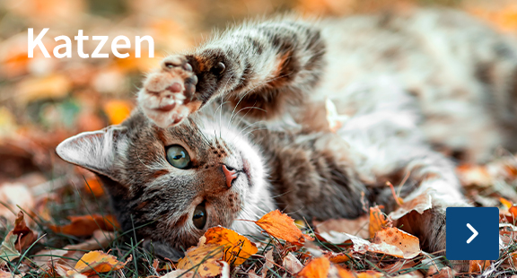 Katzen
