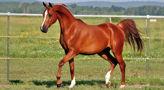 Arabisch Volbloed | Medpets.be