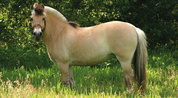 Fjord paard