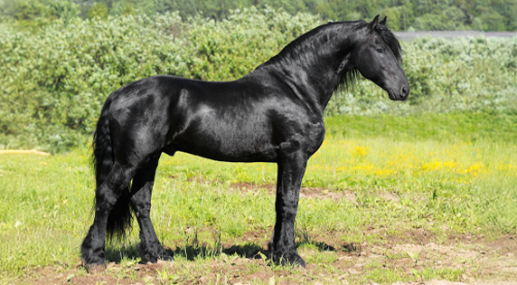Fries paard
