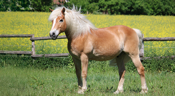 Haflinger