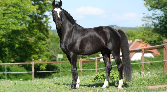 KWPN paard 