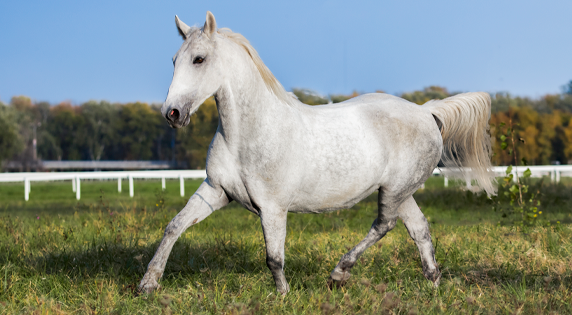 Lipizzanner