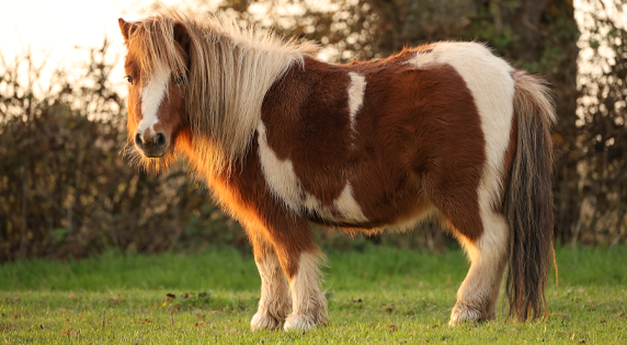 Shetlander