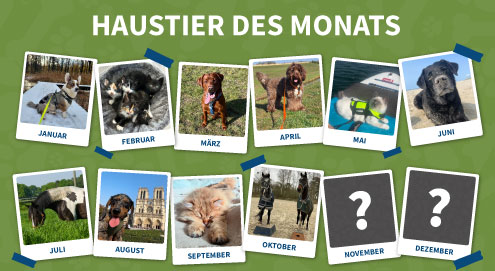 haustier-des-monats